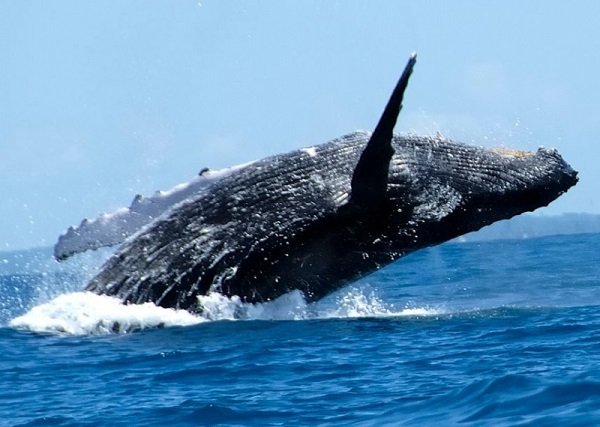 avistamiento de ballenas 2
