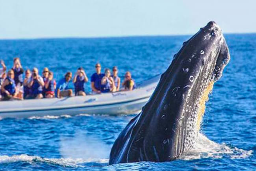 ballenas