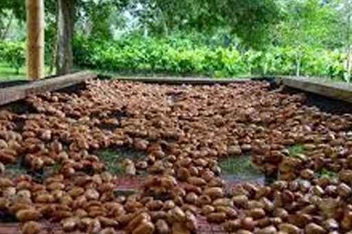 cacao