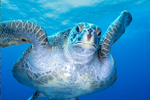 snorkeling